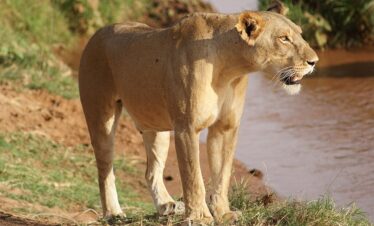 Samburu National Reserve