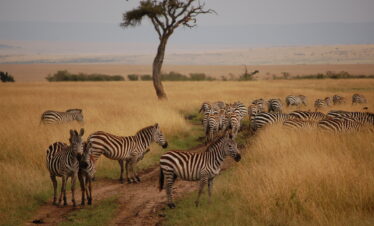 Maasai Mara national park