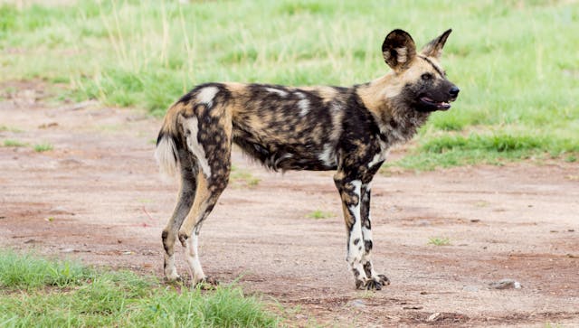 African wild dog