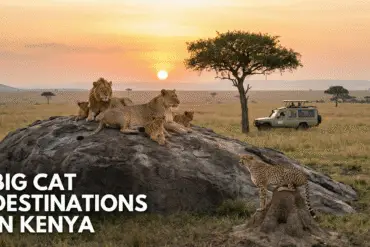 Big Cat Destinations In Kenya