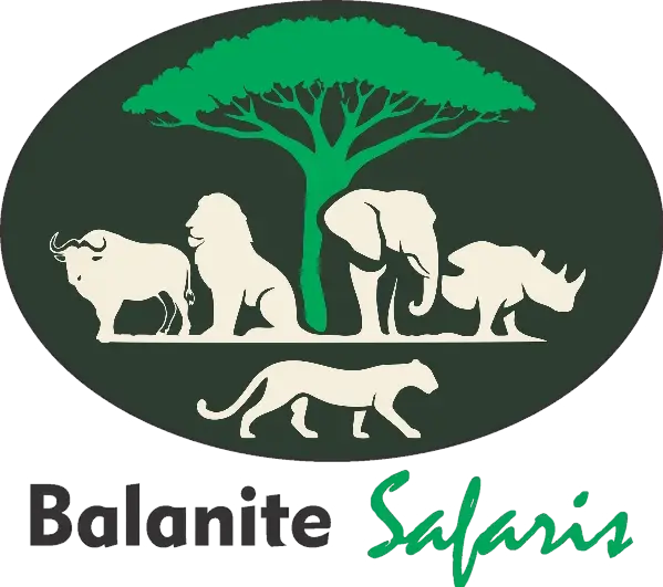 Balanite Safaris